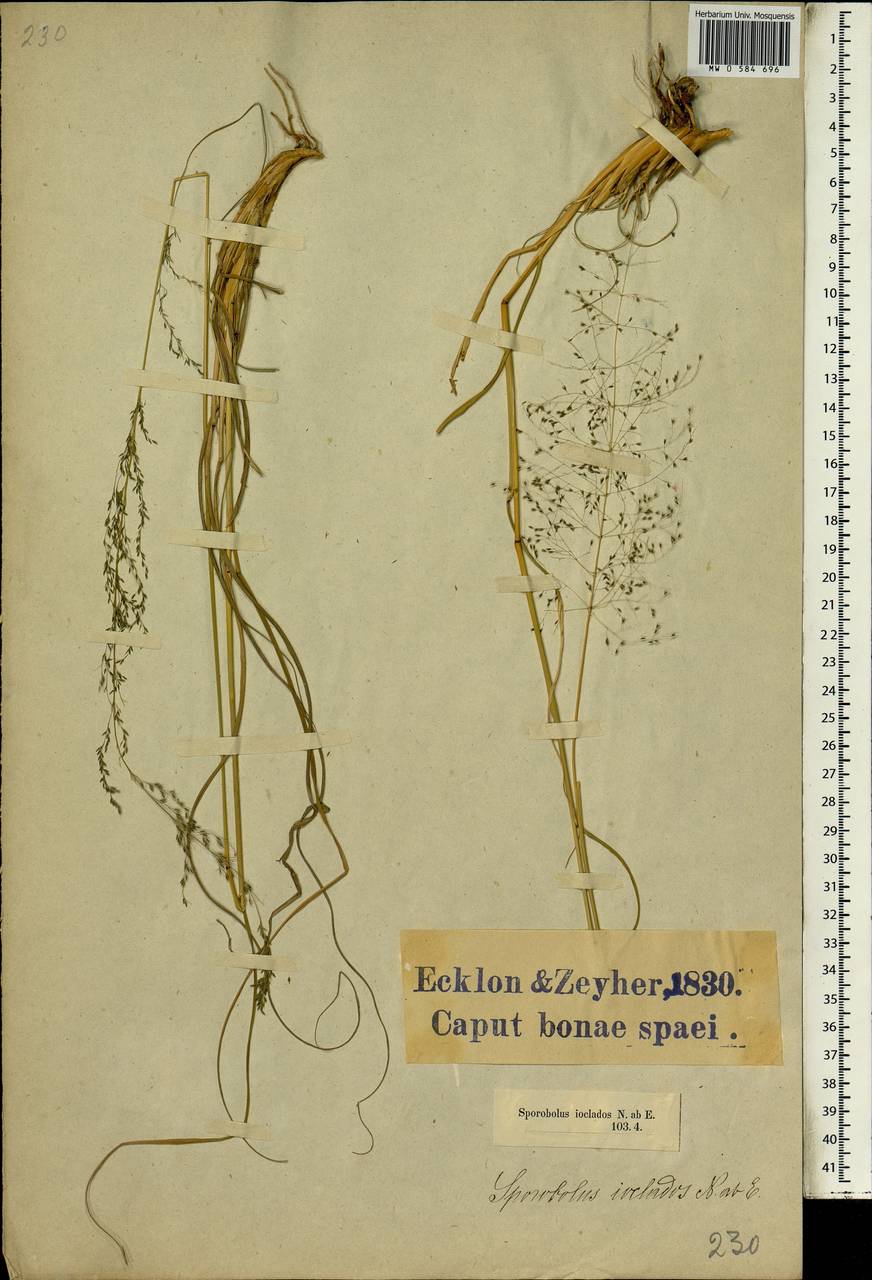 Sporobolus ioclados (Nees ex Trin.) Nees, Африка (AFR) (ЮАР)