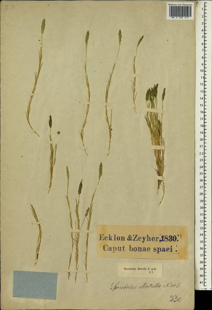 Sporobolus virginicus (L.) Kunth, Африка (AFR) (ЮАР)