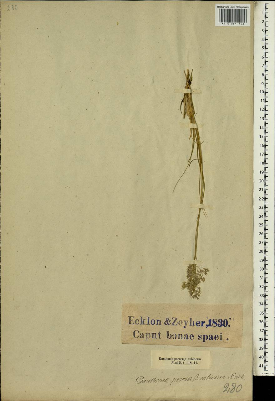 Pentameris setifolia (Thunb.) Galley & H.P.Linder, Африка (AFR) (ЮАР)
