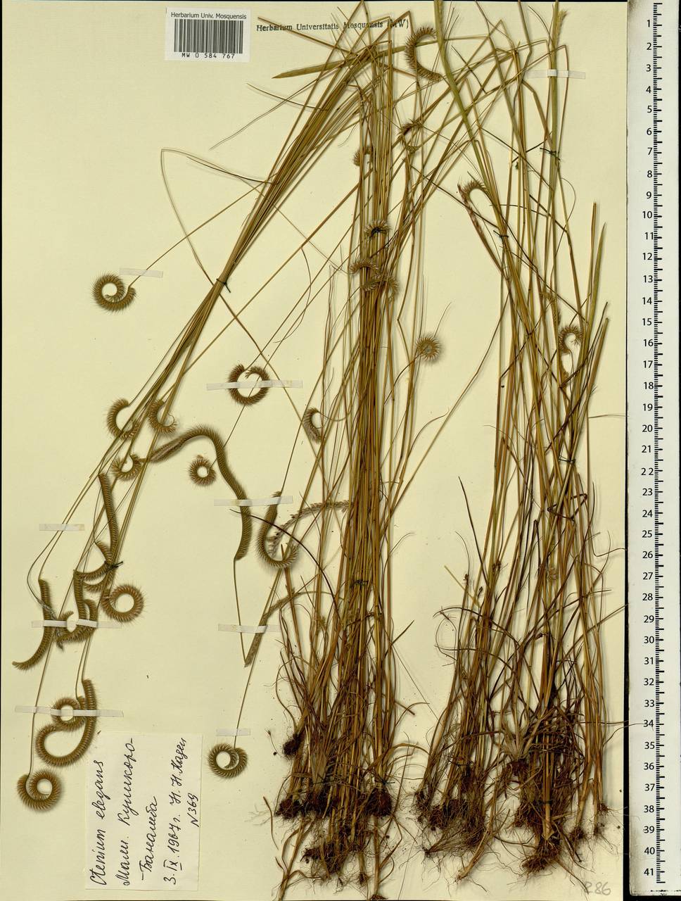 Ctenium elegans Kunth, Африка (AFR) (Мали)