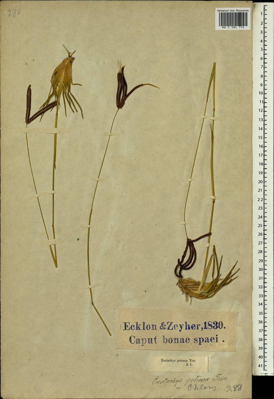 Eustachys paspaloides (Vahl) Lanza & Mattei, Африка (AFR) (ЮАР)