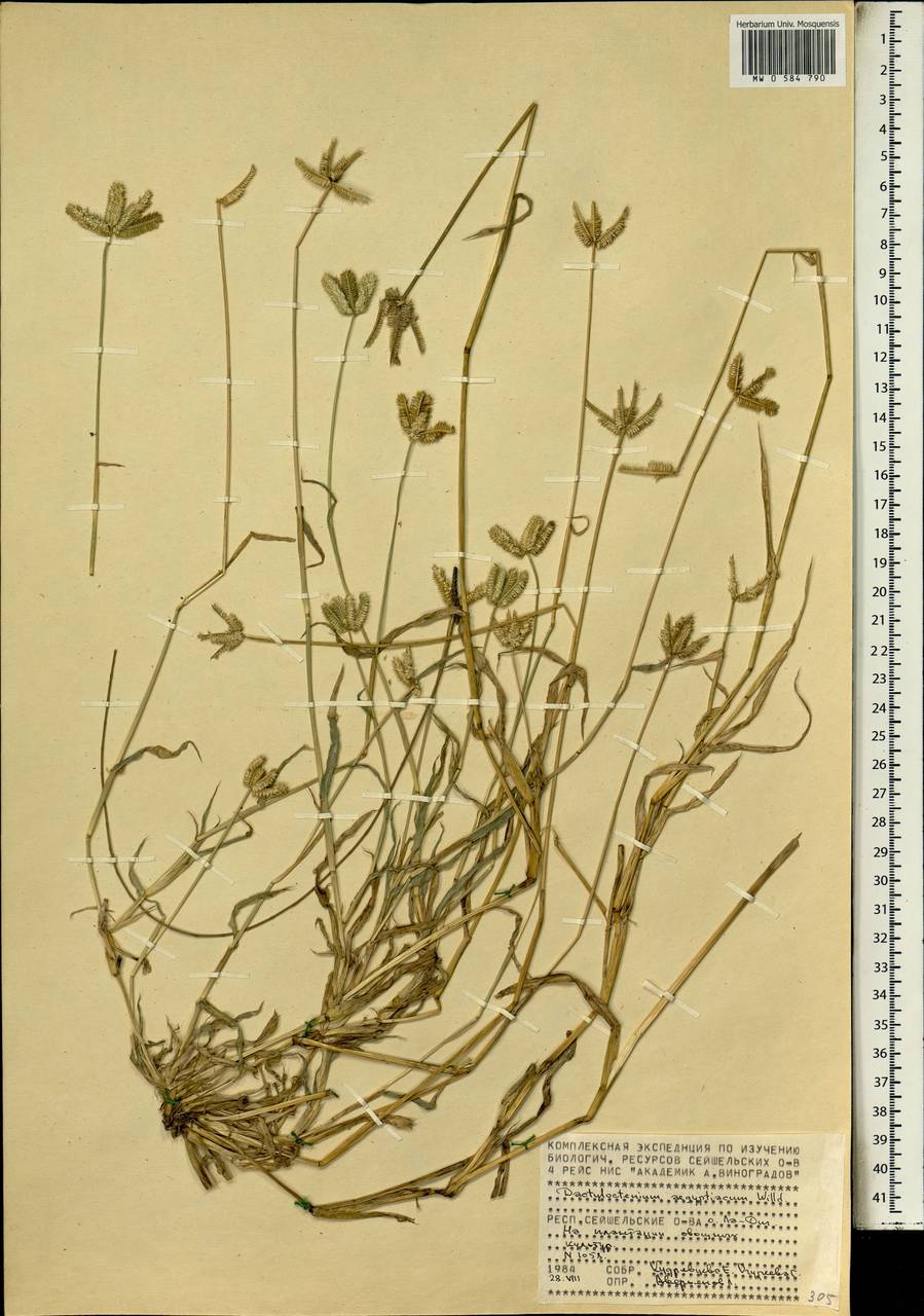 Дактилоктениум египетский (L.) Willd., Африка (AFR) (Сейшельские острова)
