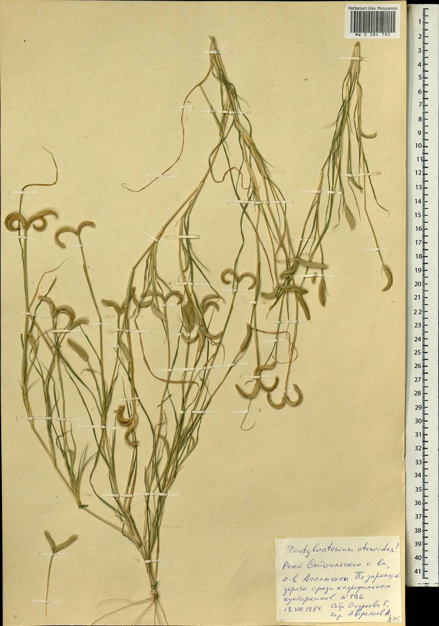 Dactyloctenium ctenoides (Steud.) Bosser, Африка (AFR) (Сейшельские острова)