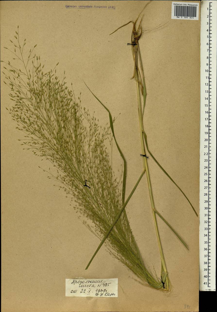 Eragrostis aspera (Jacq.) Nees, Африка (AFR) (Мали)