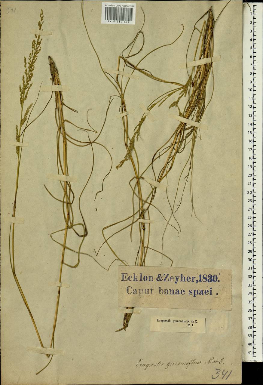 Eragrostis gummiflua Nees, Африка (AFR) (ЮАР)