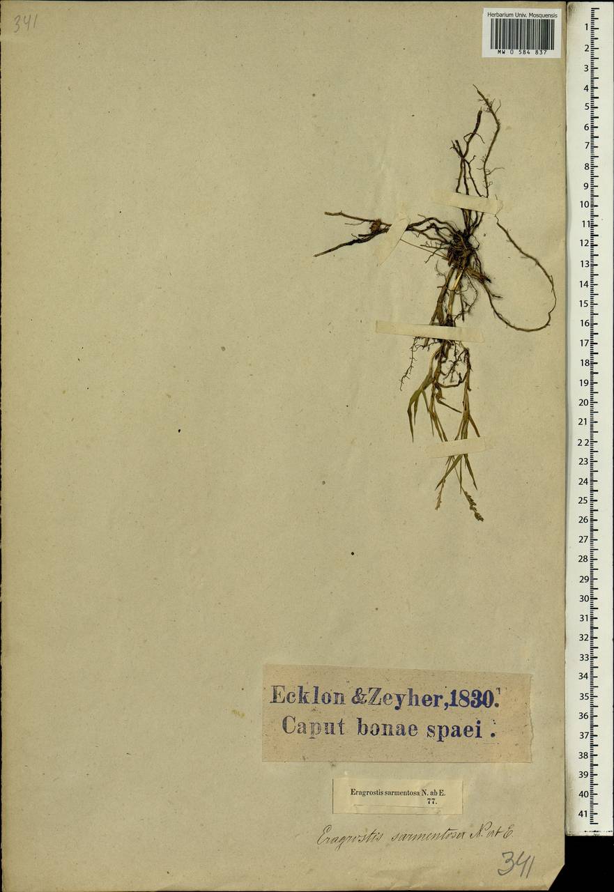 Eragrostis sarmentosa (Thunb.) Trin., Африка (AFR) (ЮАР)