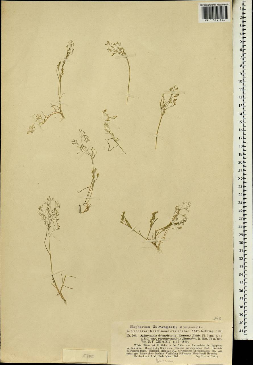 Булавоножка растопыренная (Gouan) Rchb., Африка (AFR) (Египет)