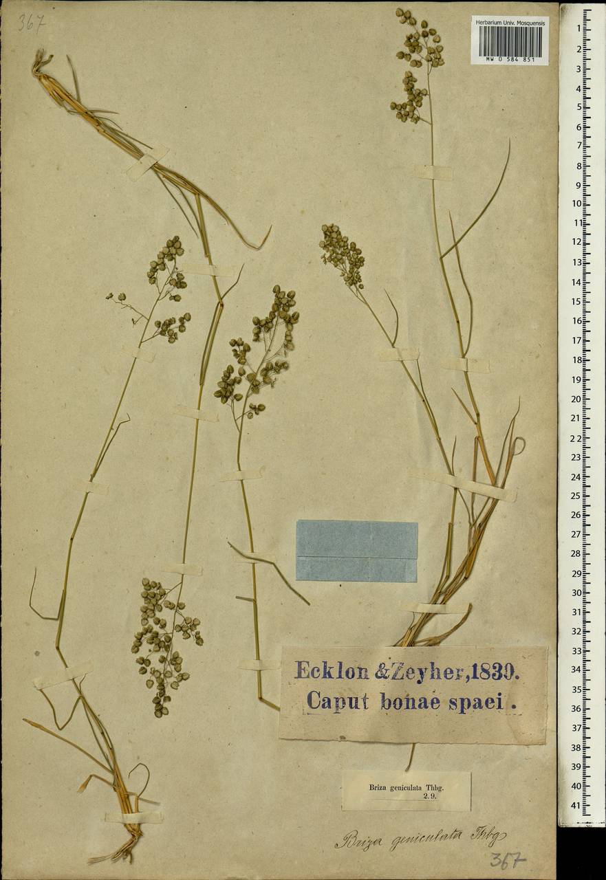 Eragrostis obtusa Munro ex Ficalho & Hiern, Африка (AFR) (ЮАР)