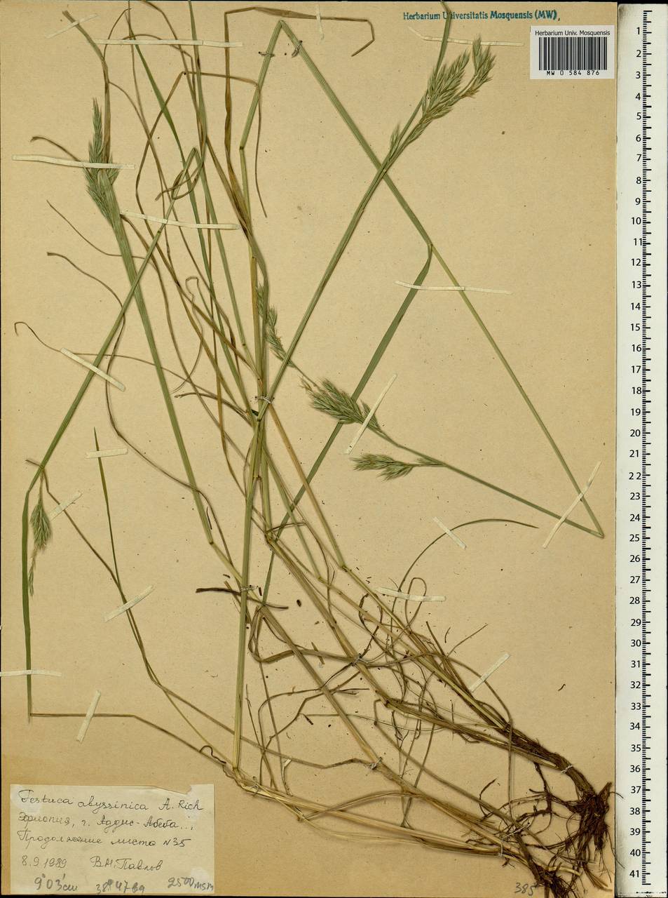 Festuca abyssinica A.Rich., Африка (AFR) (Эфиопия)