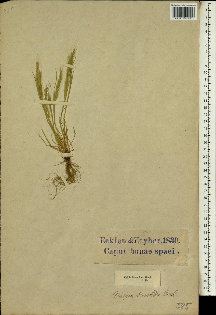 Festuca bromoides L., Африка (AFR) (ЮАР)