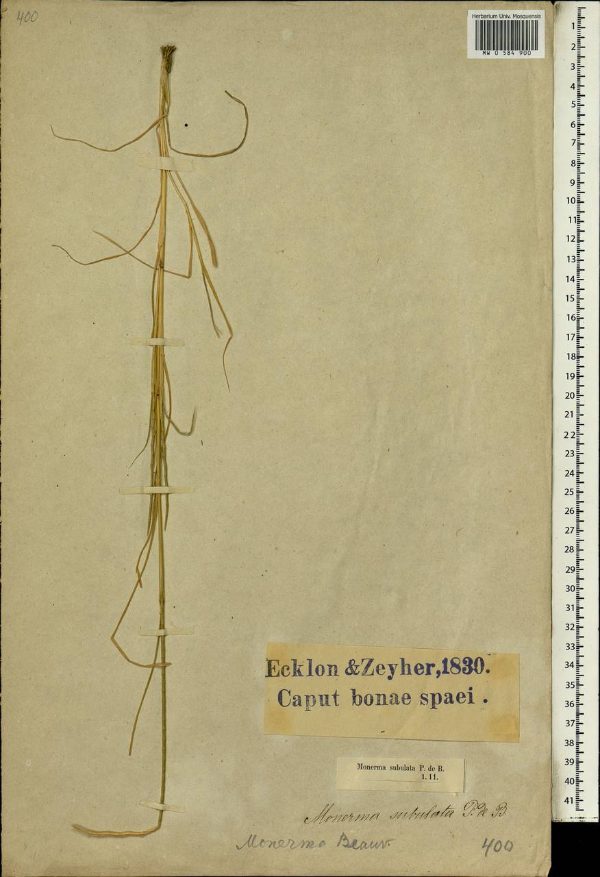 Parapholis cylindrica (Willd.) Romero Zarco, Африка (AFR) (ЮАР)