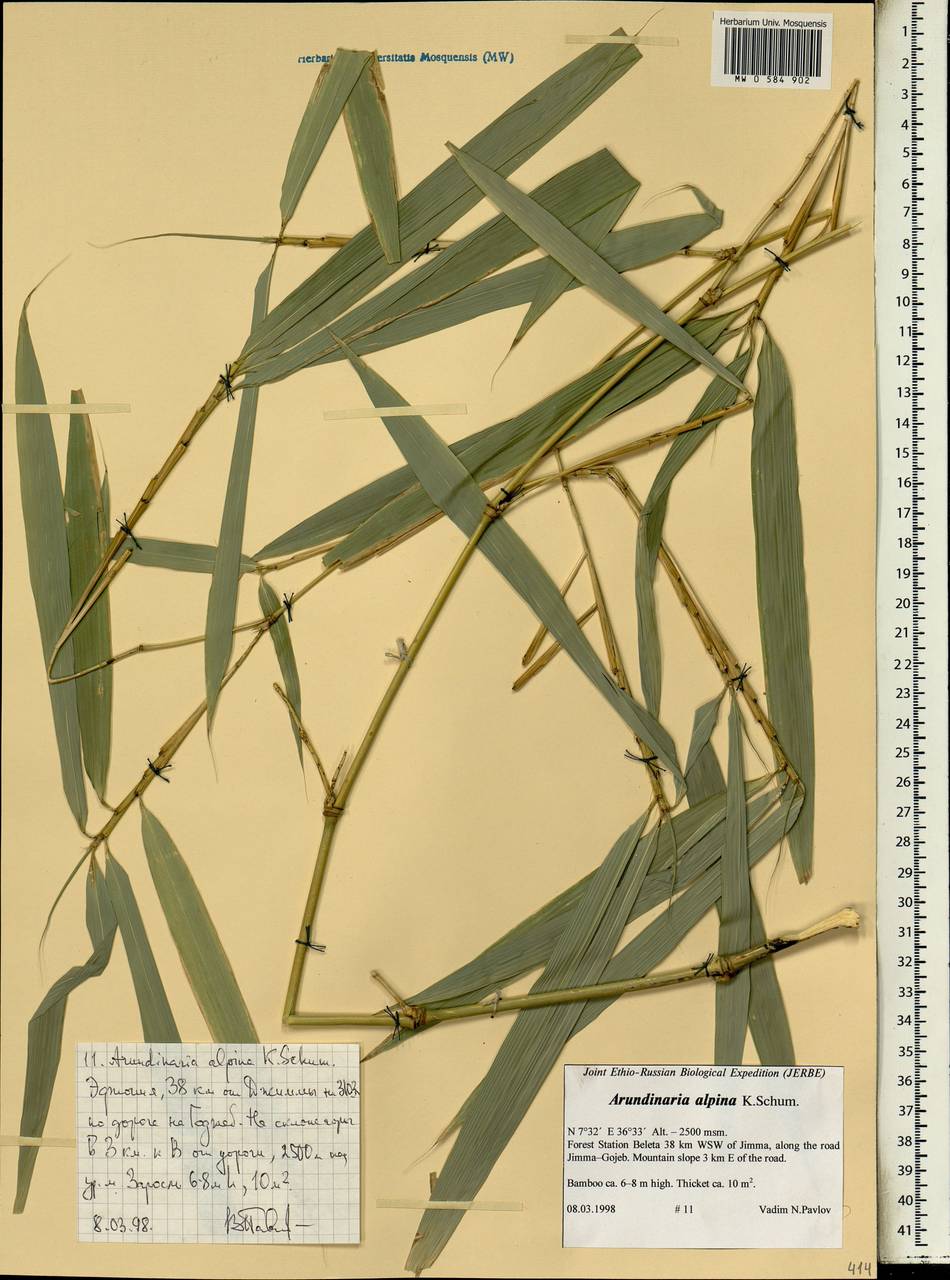 Oldeania alpina (K.Schum.) Stapleton, Африка (AFR) (Эфиопия)