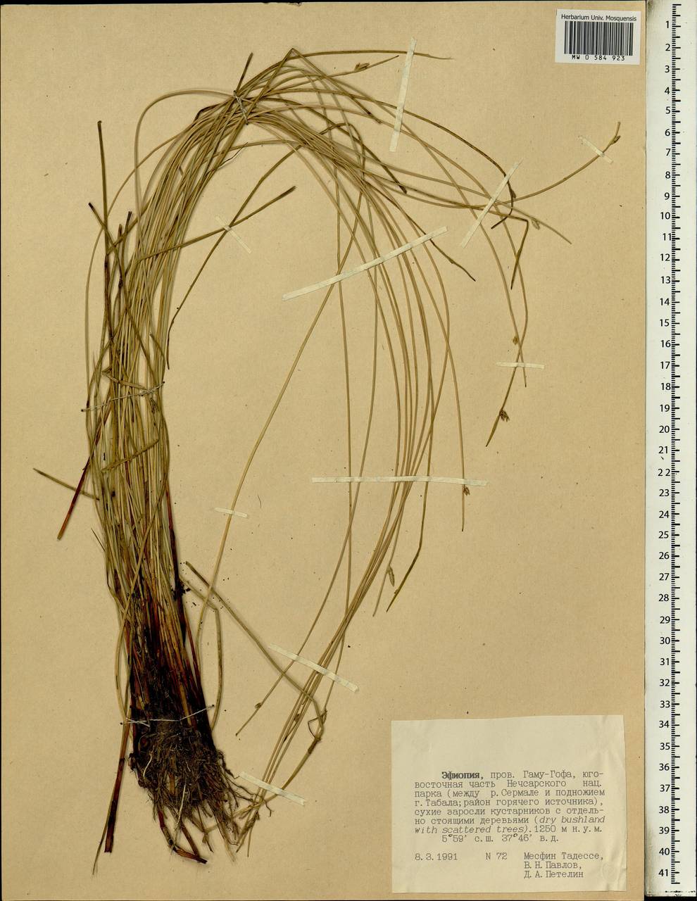 Cyperaceae, Африка (AFR) (Эфиопия)