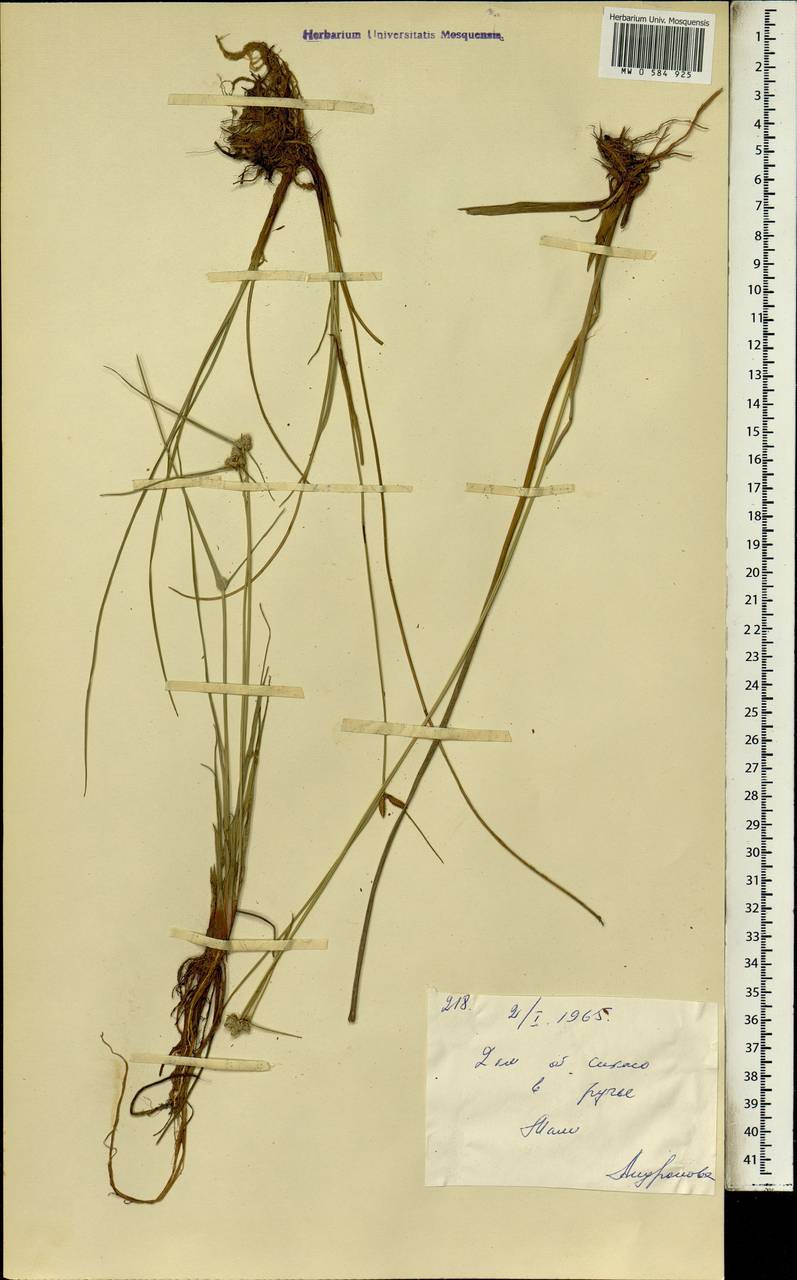 Cyperaceae, Африка (AFR) (Мали)