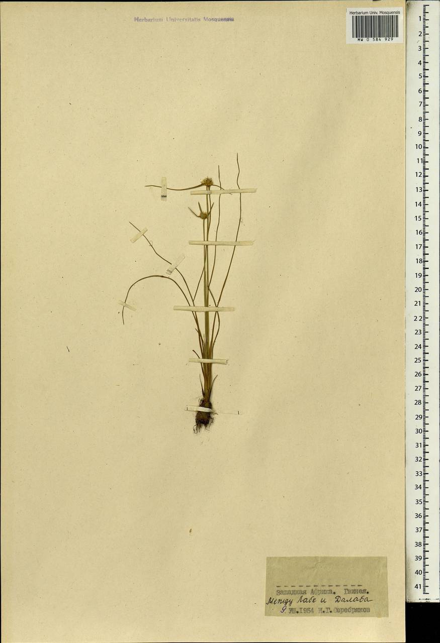 Cyperaceae, Африка (AFR) (Гвинея)