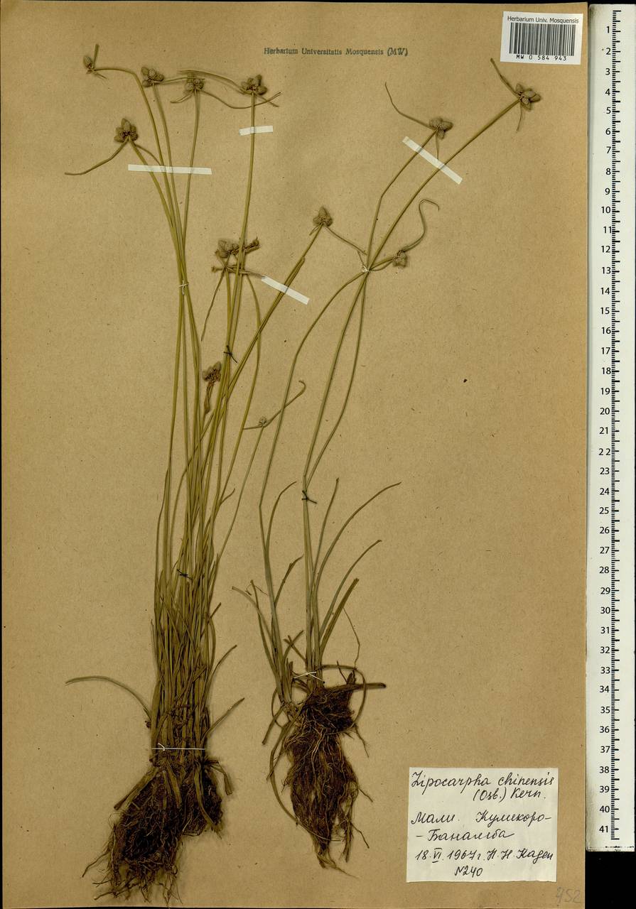 Lipocarpha chinensis (Osbeck) J.Kern, Африка (AFR) (Мали)