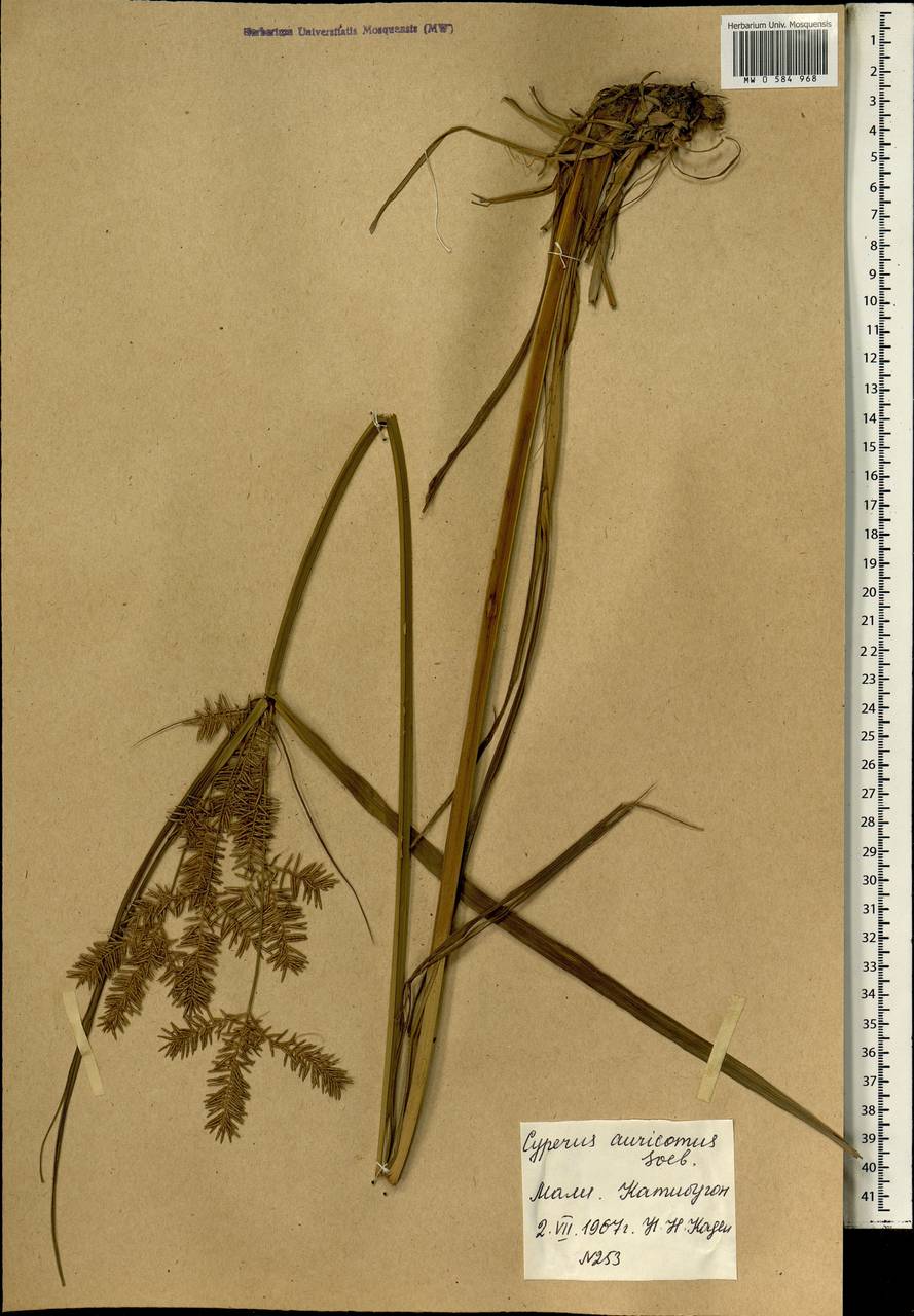 Cyperus digitatus subsp. auricomus (Sieber ex Spreng.) Kük., Африка (AFR) (Мали)