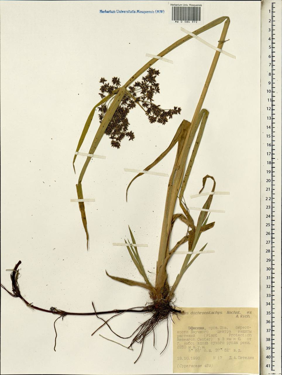 Cyperus dichrostachyus Hochst. ex A.Rich., Африка (AFR) (Эфиопия)