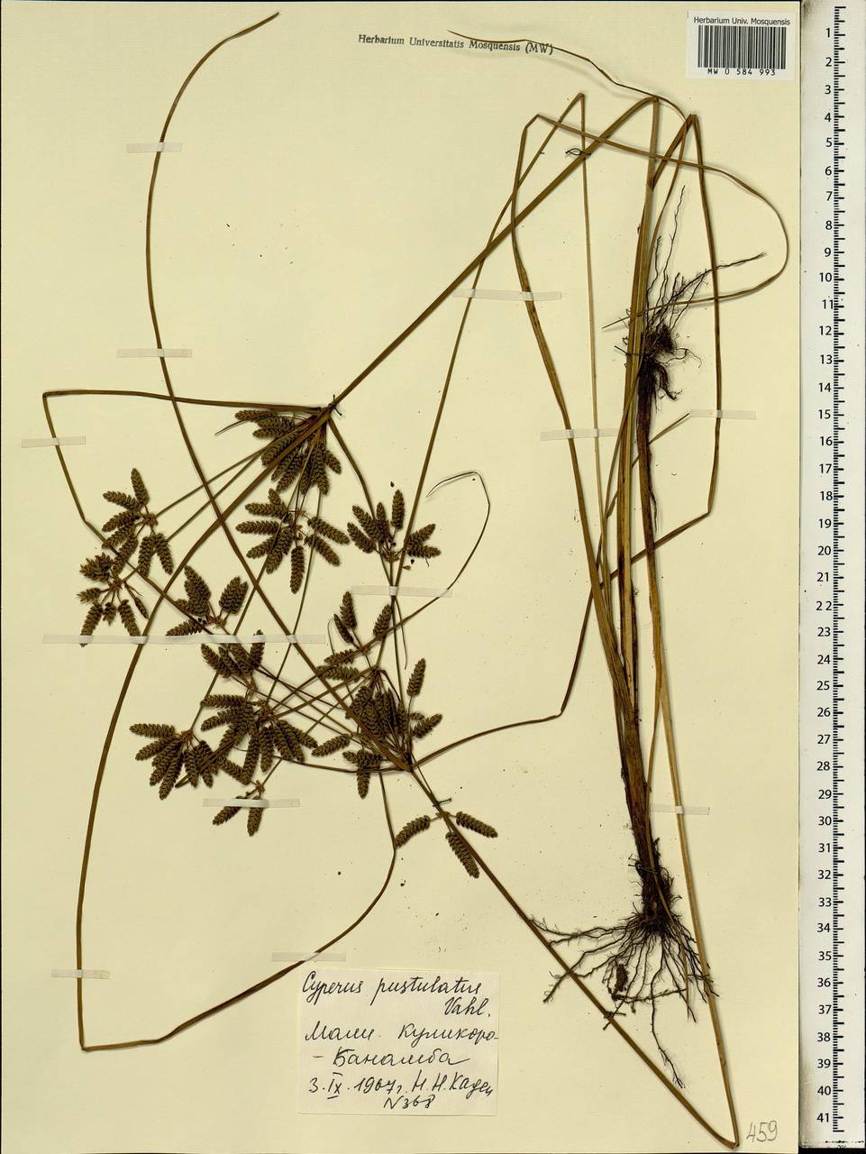 Cyperus pustulatus Vahl, Африка (AFR) (Мали)
