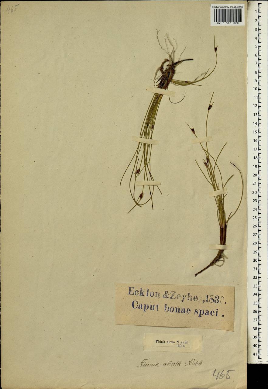 Ficinia indica (Lam.) H.Pfeiff., Африка (AFR) (ЮАР)
