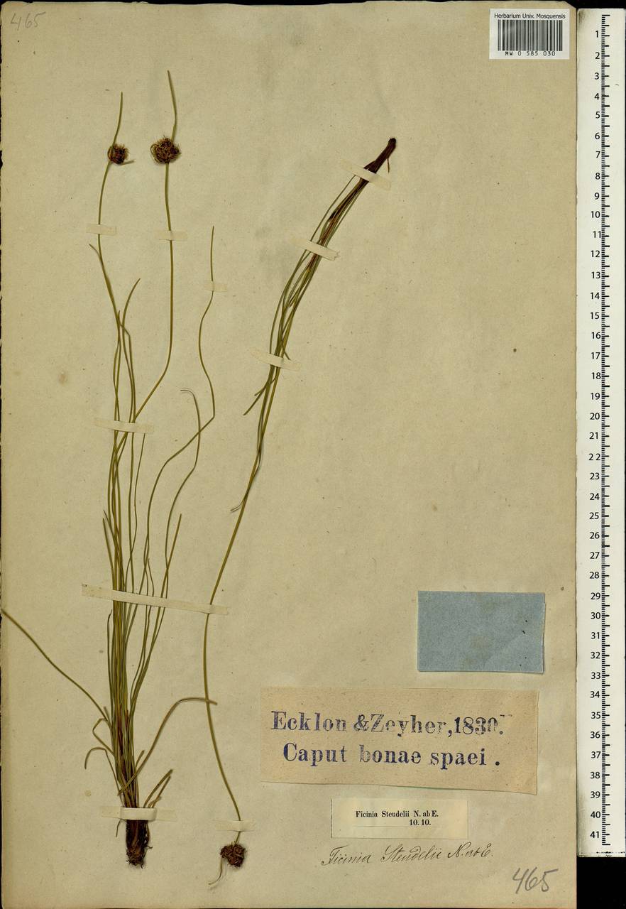 Ficinia ecklonea (Steud.) Nees, Африка (AFR) (ЮАР)
