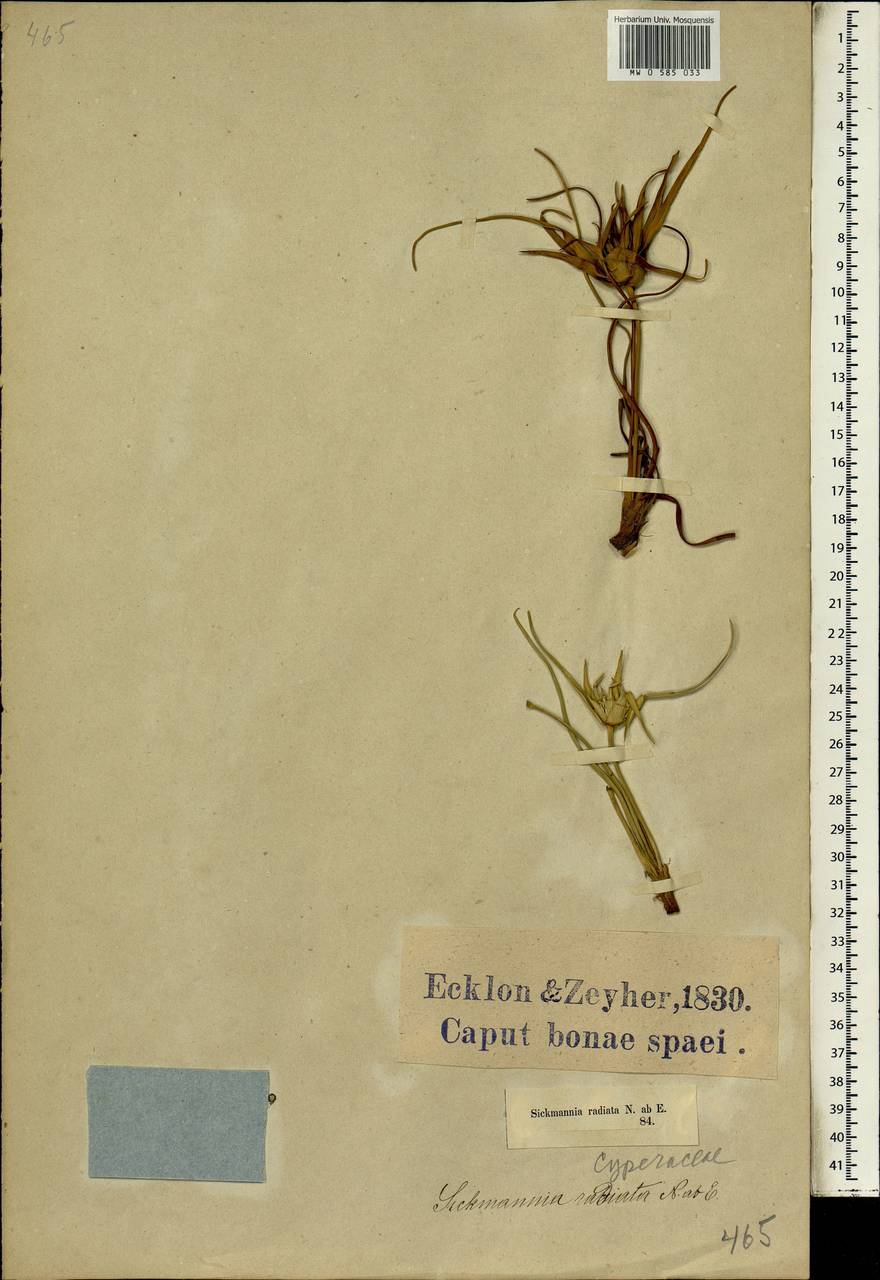 Ficinia radiata (L.f.) Kunth, Африка (AFR) (ЮАР)