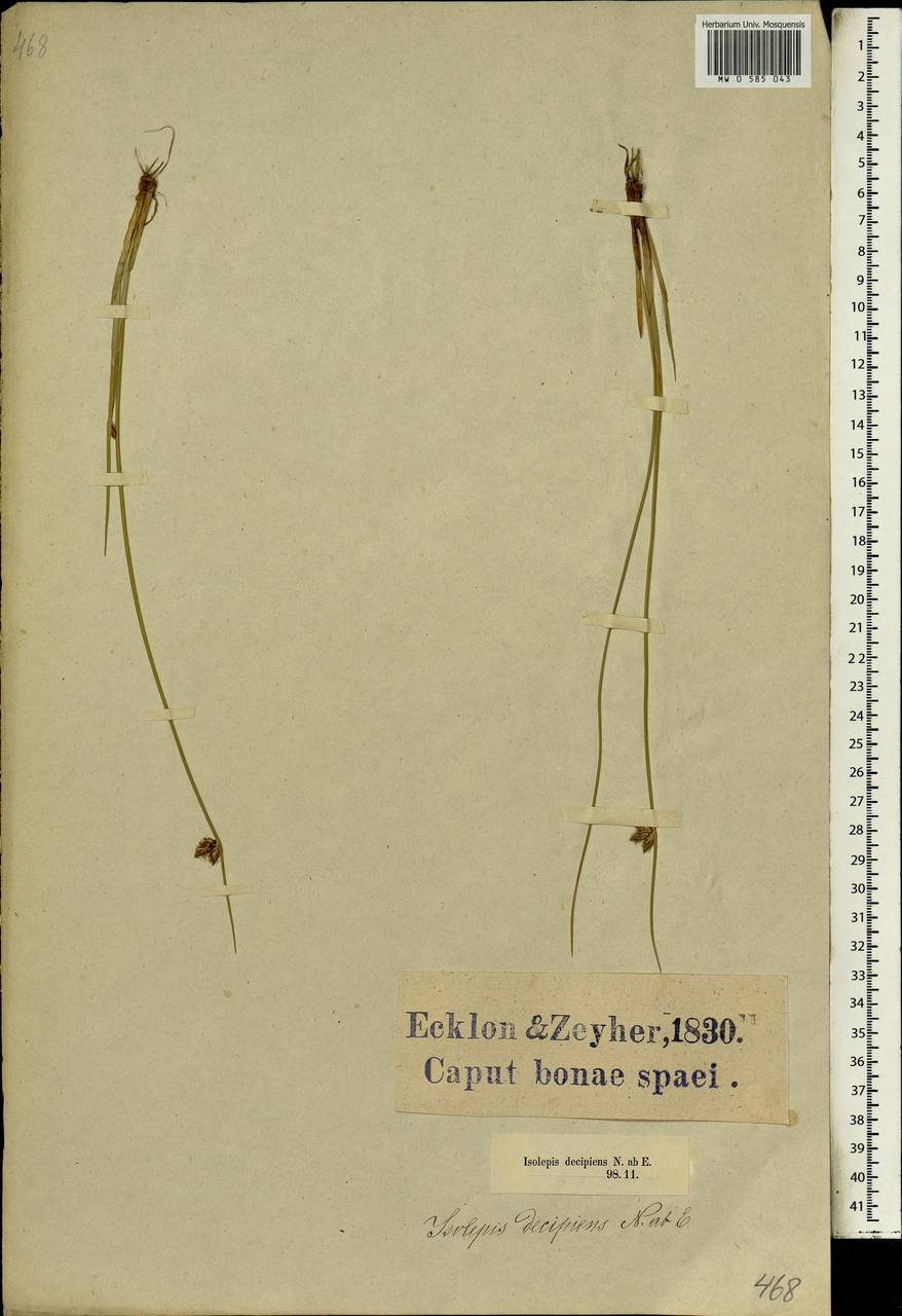 Schoenoplectus californicus (C.A.Mey.) Soják, Африка (AFR) (ЮАР)