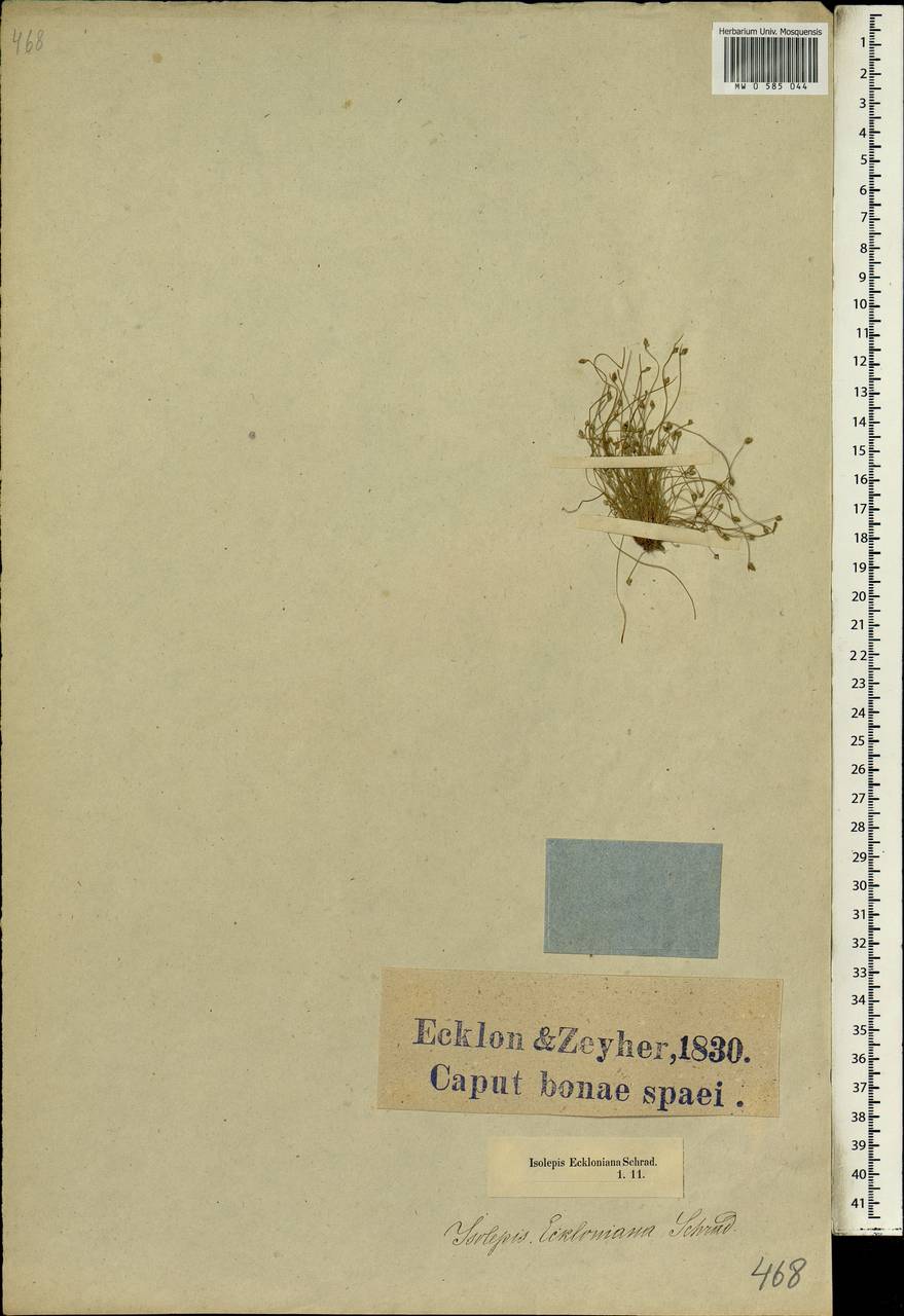 Isolepis cernua var. setiformis (Benth.) Muasya, Африка (AFR) (ЮАР)