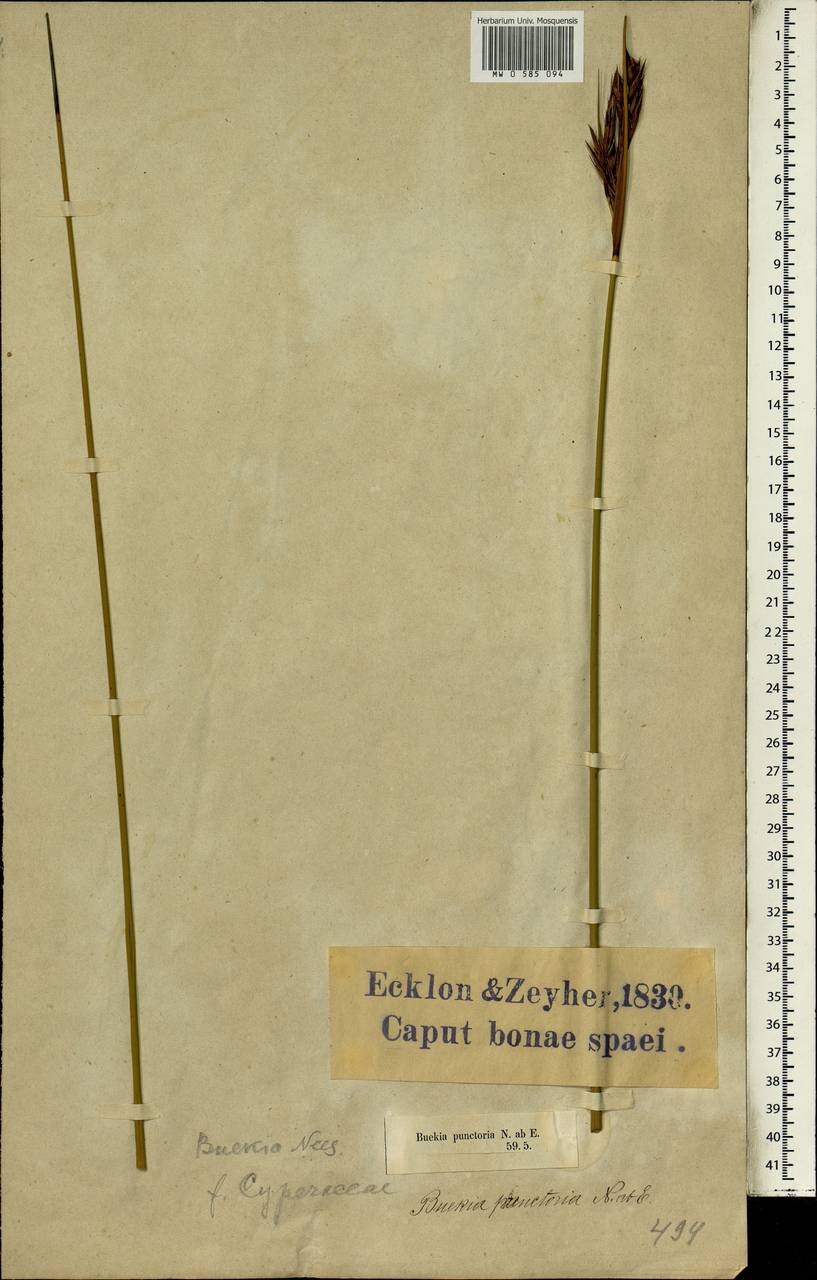Neesenbeckia punctoria (Vahl) Levyns, Африка (AFR) (ЮАР)