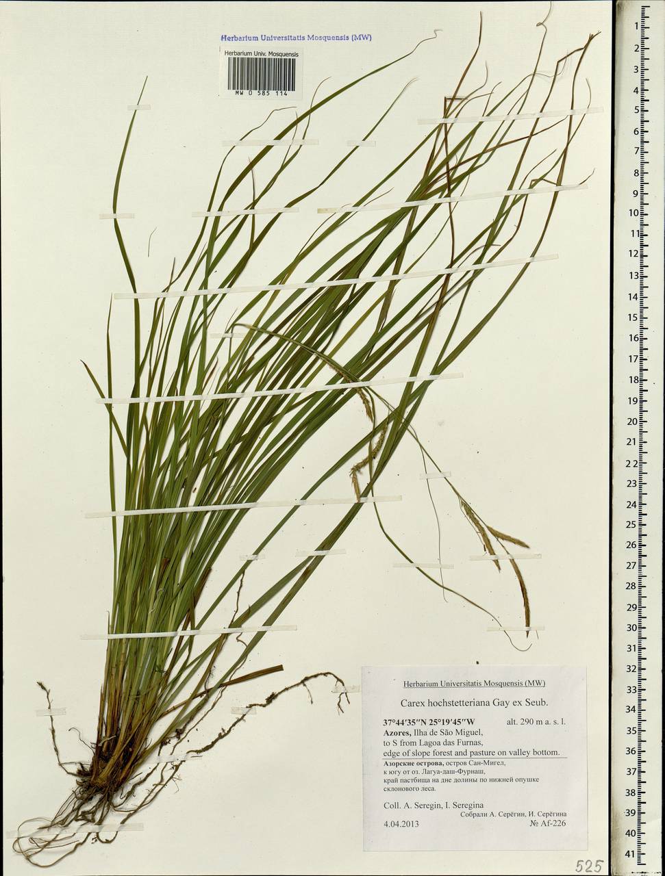 Carex hochstetteriana J.Gay ex Seub., Африка (AFR) (Португалия)