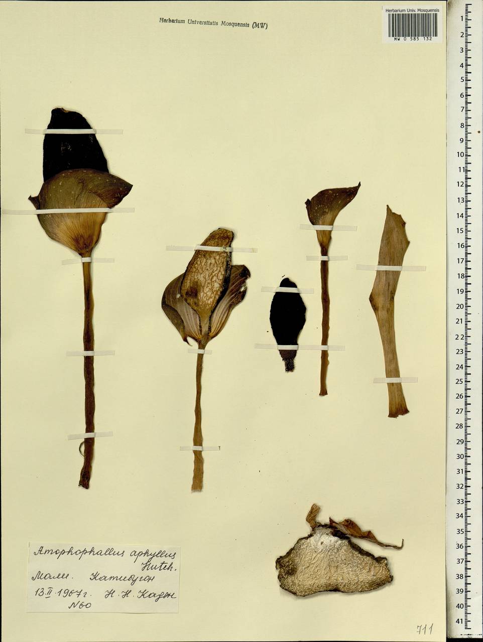 Аморфофаллус безлистный (Hook.) Hutch., Африка (AFR) (Мали)
