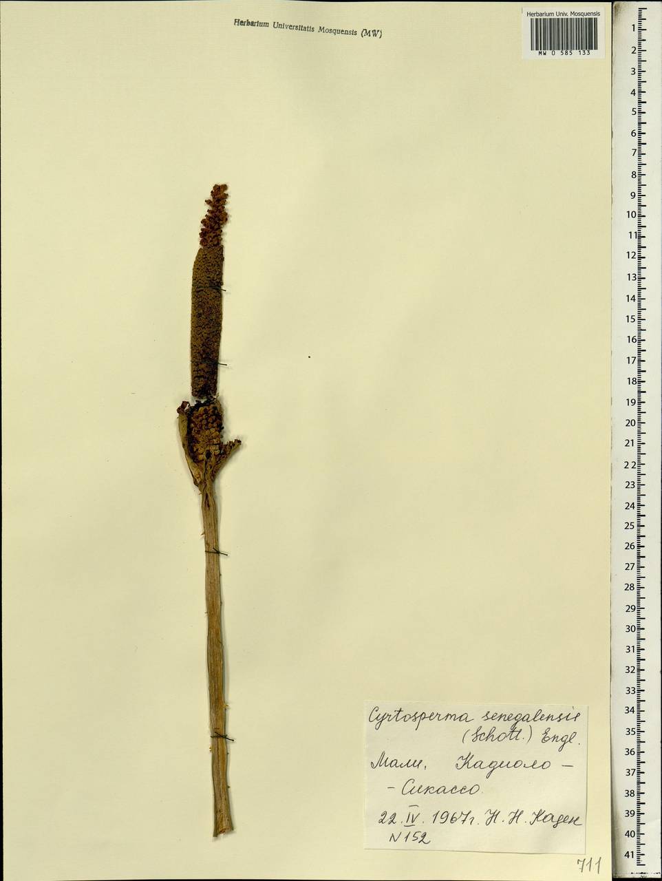 Lasimorpha senegalensis Schott, Африка (AFR) (Мали)