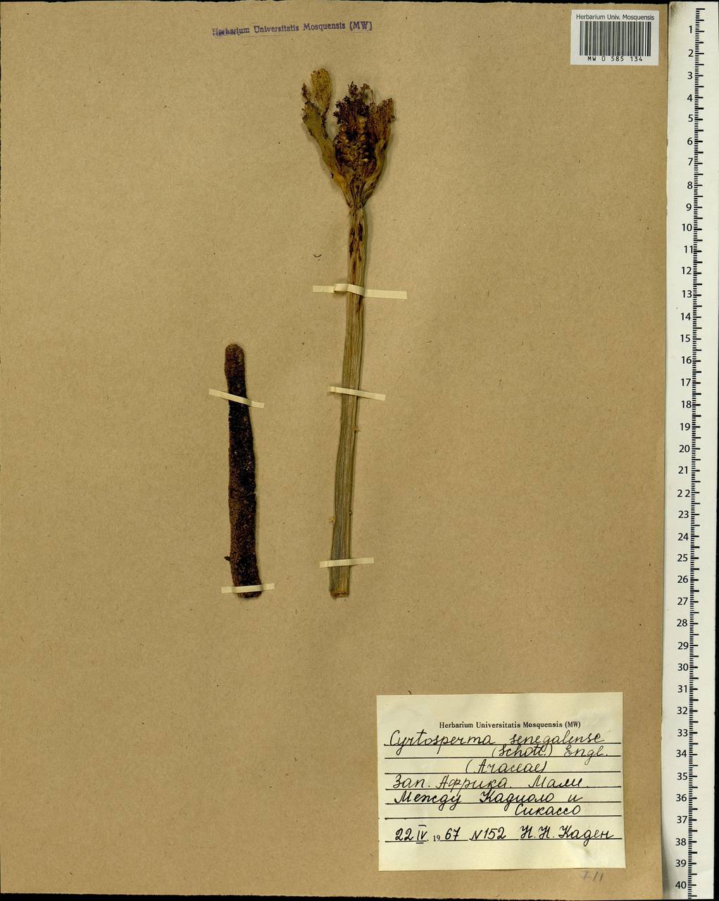 Lasimorpha senegalensis Schott, Африка (AFR) (Мали)