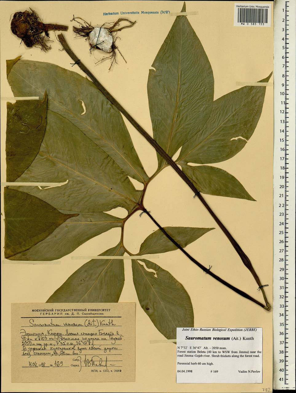 Sauromatum venosum (Dryand. ex Aiton) Kunth, Африка (AFR) (Эфиопия)