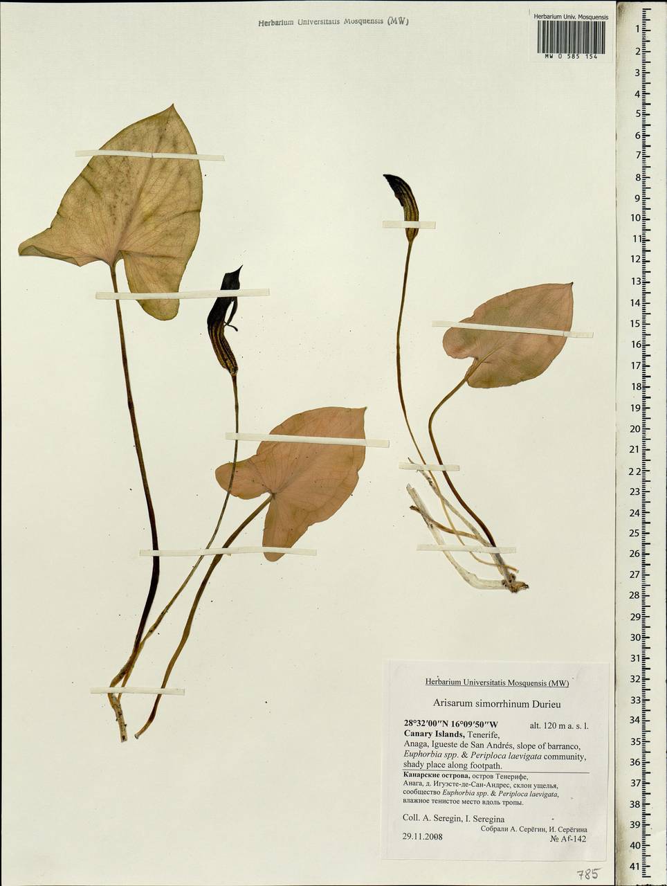 Arisarum simorrhinum Durieu, Африка (AFR) (Испания)