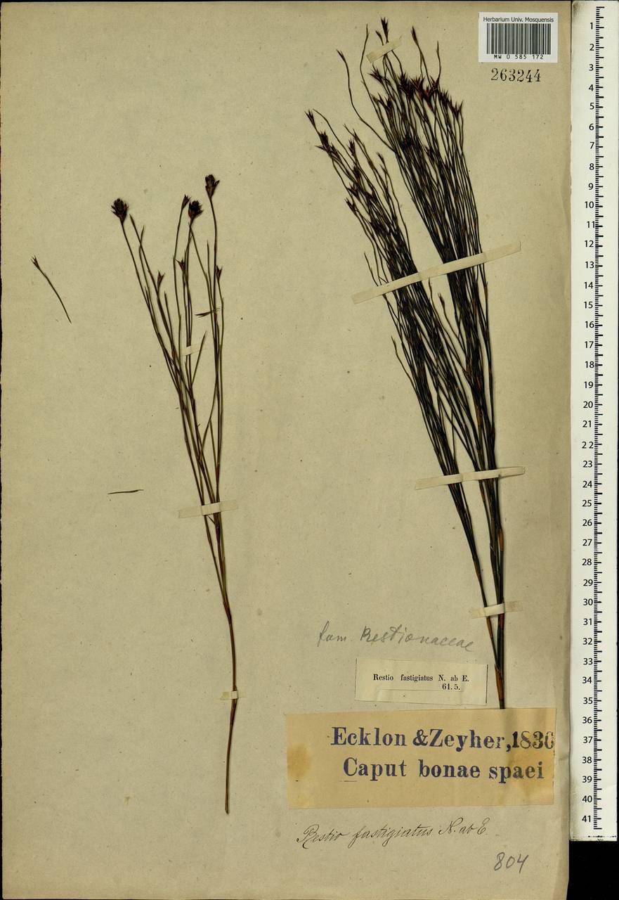 Platycaulos callistachyus (Kunth) H.P.Linder, Африка (AFR) (ЮАР)