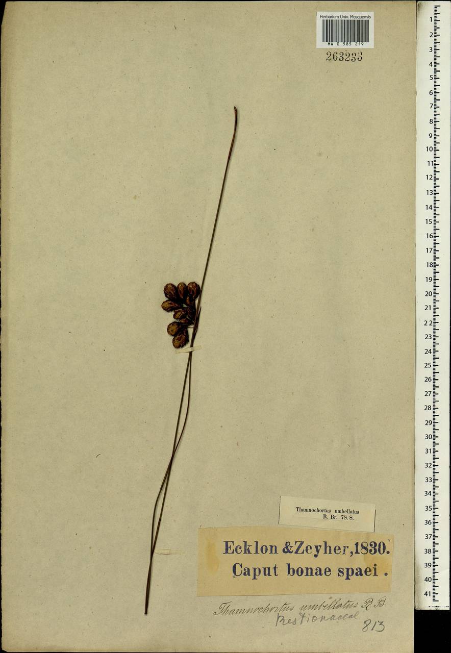 Staberoha distachyos (Rottb.) Kunth, Африка (AFR) (ЮАР)