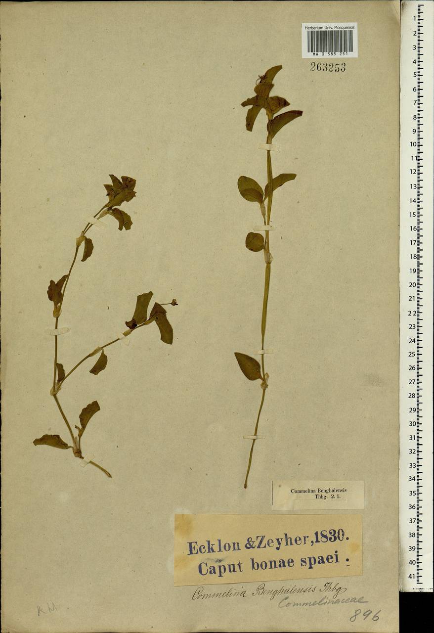 Commelina benghalensis L., Африка (AFR) (ЮАР)
