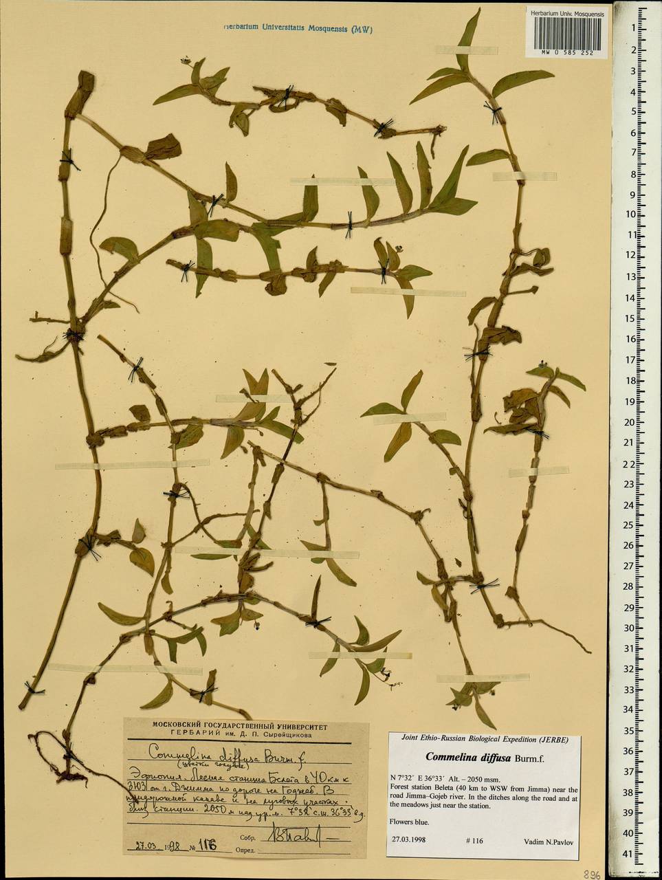 Commelina diffusa Burm.f., Африка (AFR) (Эфиопия)