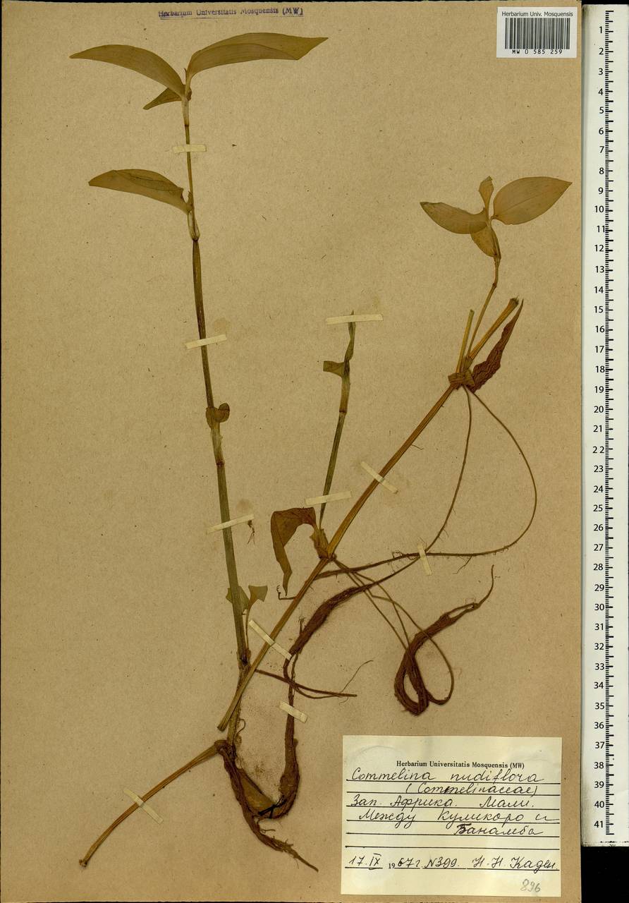 Murdannia nudiflora (L.) Brenan, Африка (AFR) (Мали)