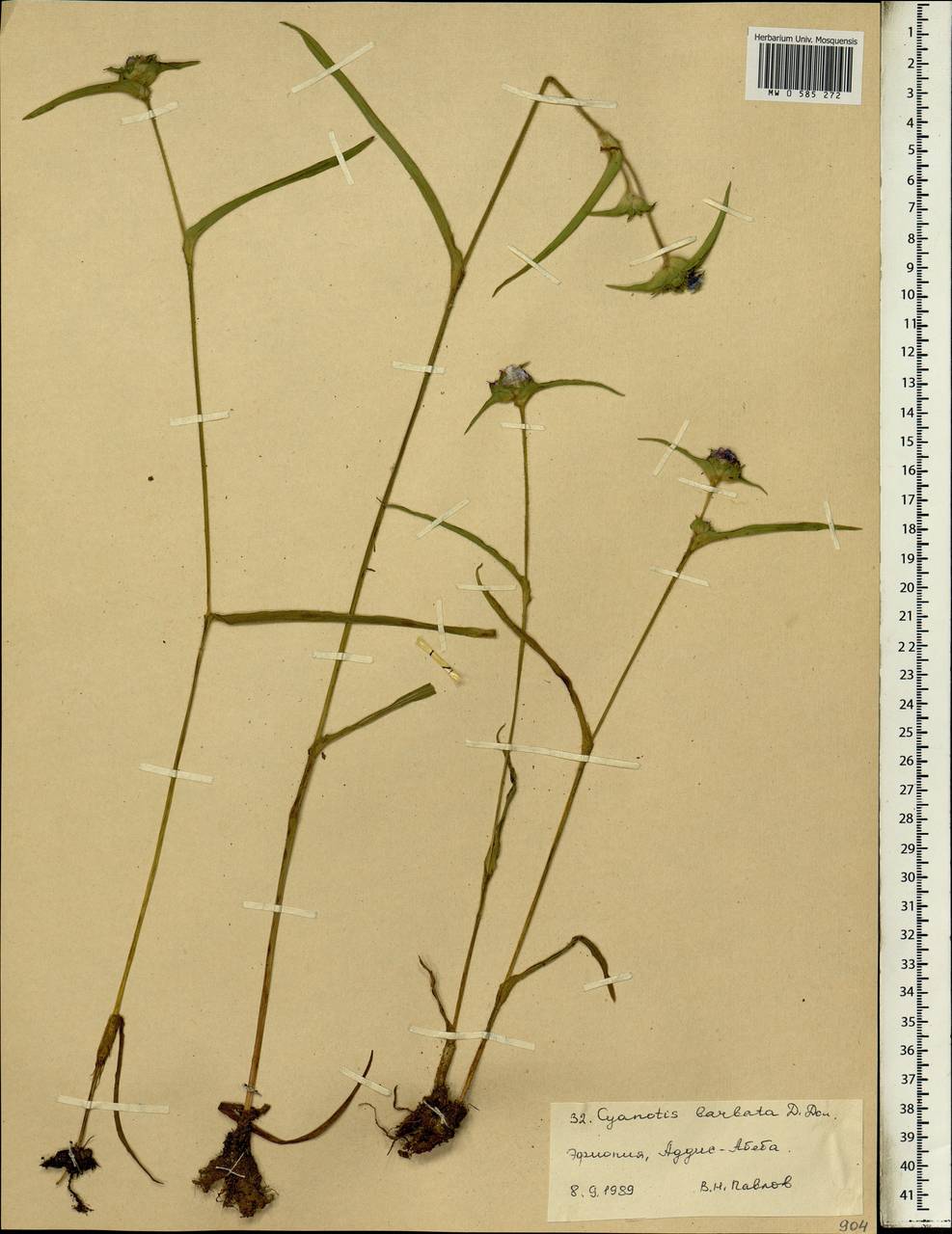 Cyanotis vaga (Lour.) Schult. & Schult.f., Африка (AFR) (Эфиопия)