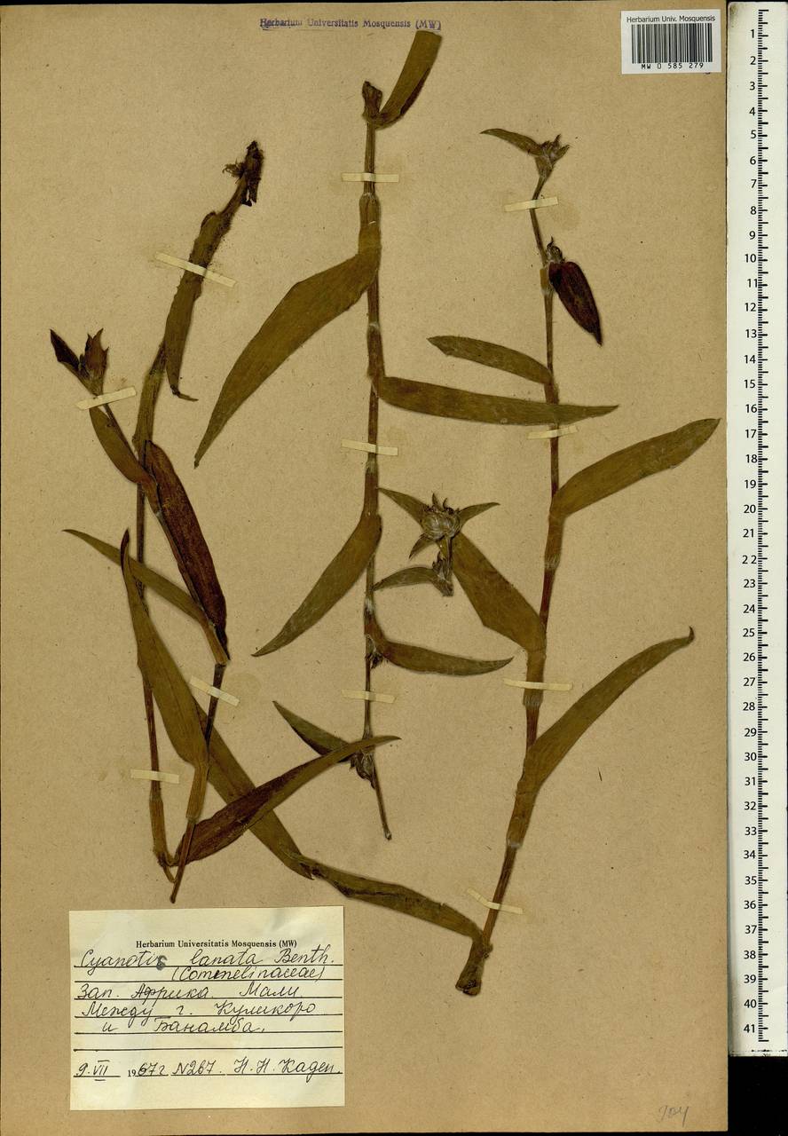 Cyanotis lanata Benth., Африка (AFR) (Мали)