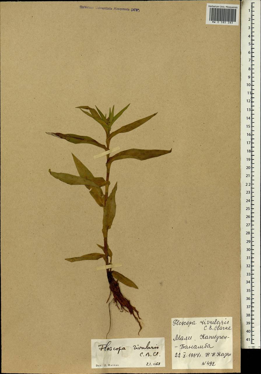 Floscopa glomerata subsp. glomerata, Африка (AFR) (Мали)