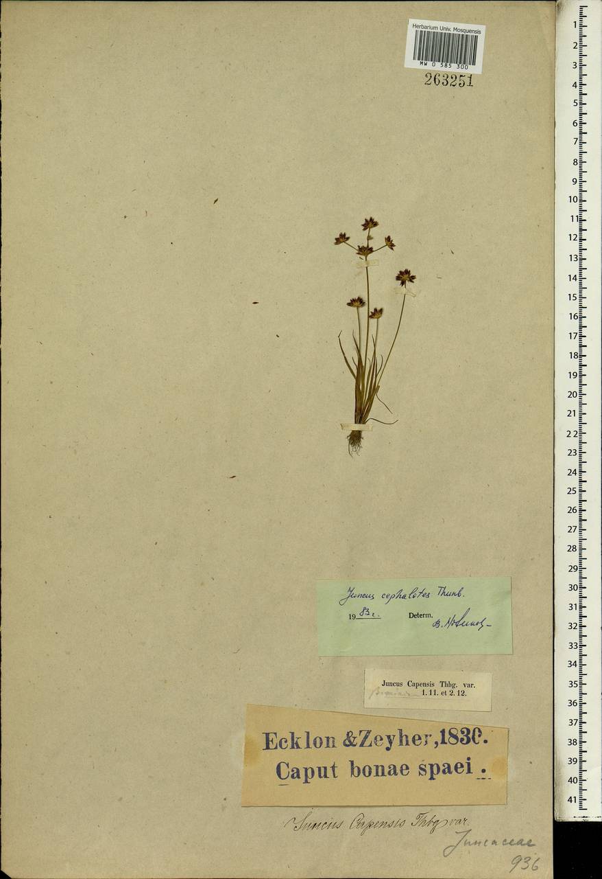 Juncus cephalotes Thunb., Африка (AFR) (ЮАР)