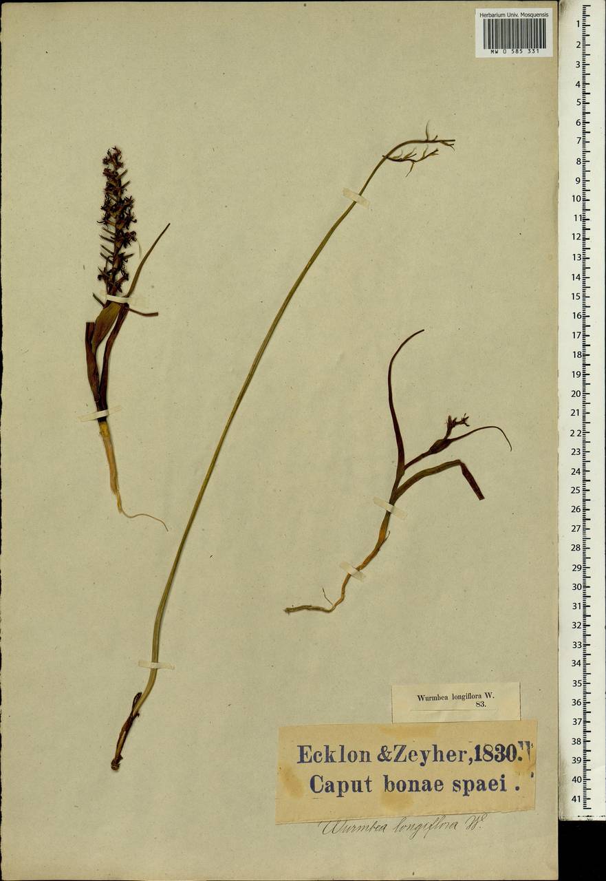 Wurmbea monopetala (L.f.) B.Nord., Африка (AFR) (ЮАР)