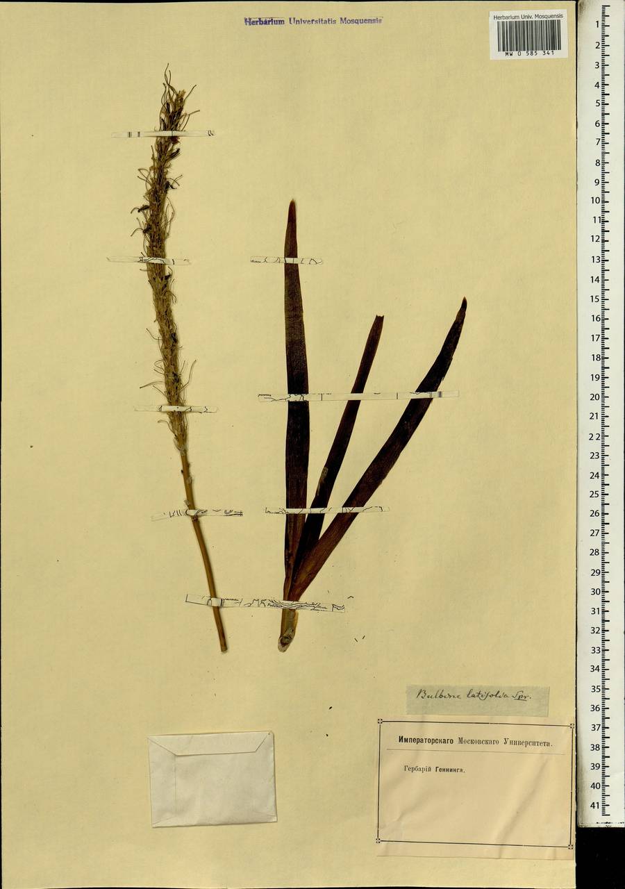Bulbine latifolia (L.f.) Spreng., Африка (AFR) (Неизвестно)