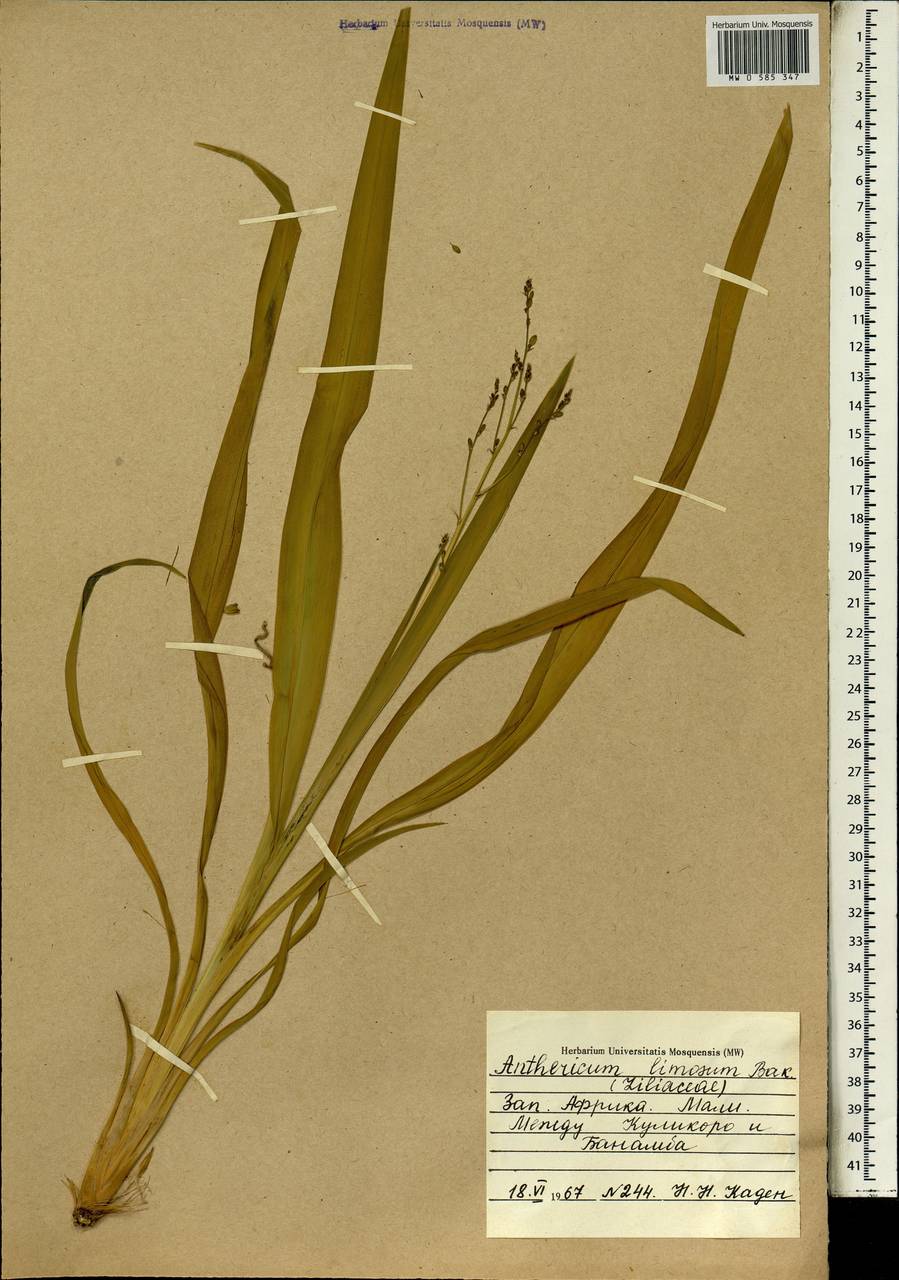Chlorophytum limosum (Baker) Nordal, Африка (AFR) (Мали)