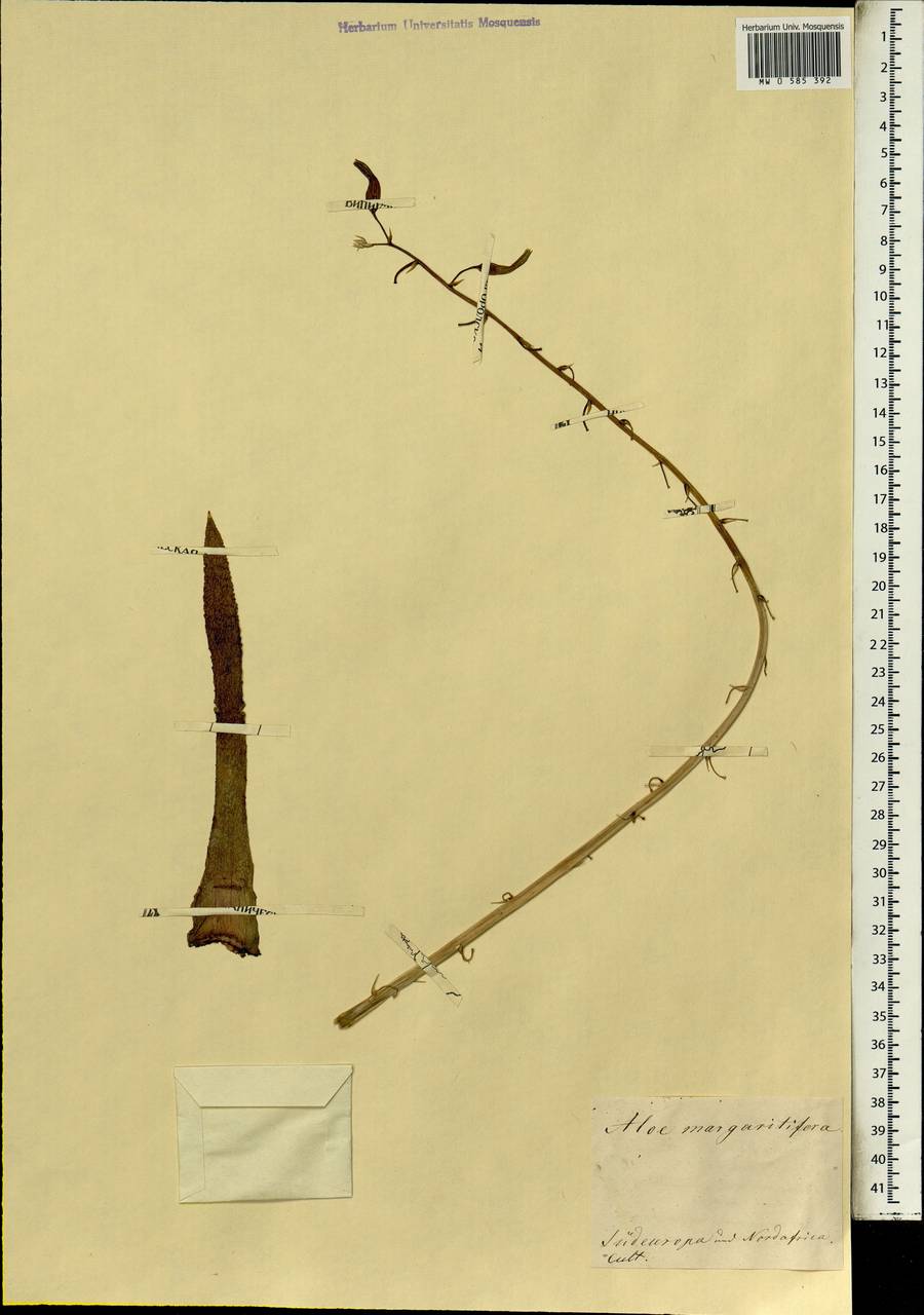 Haworthia minor (Aiton) Duval, Африка (AFR) (Неизвестно)
