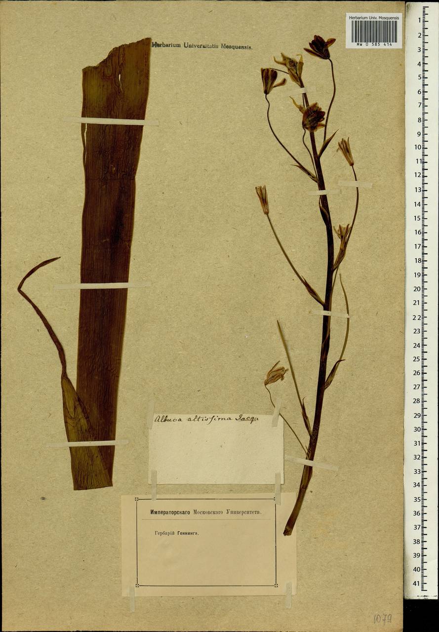 Albuca canadensis (L.) F.M.Leight., Африка (AFR) (Неизвестно)