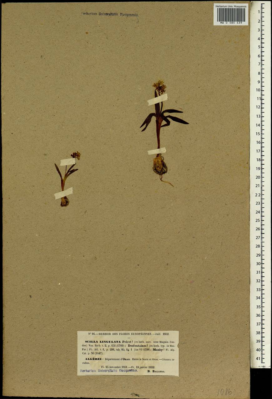 Hyacinthoides lingulata (Poir.) Rothm., Африка (AFR) (Алжир)